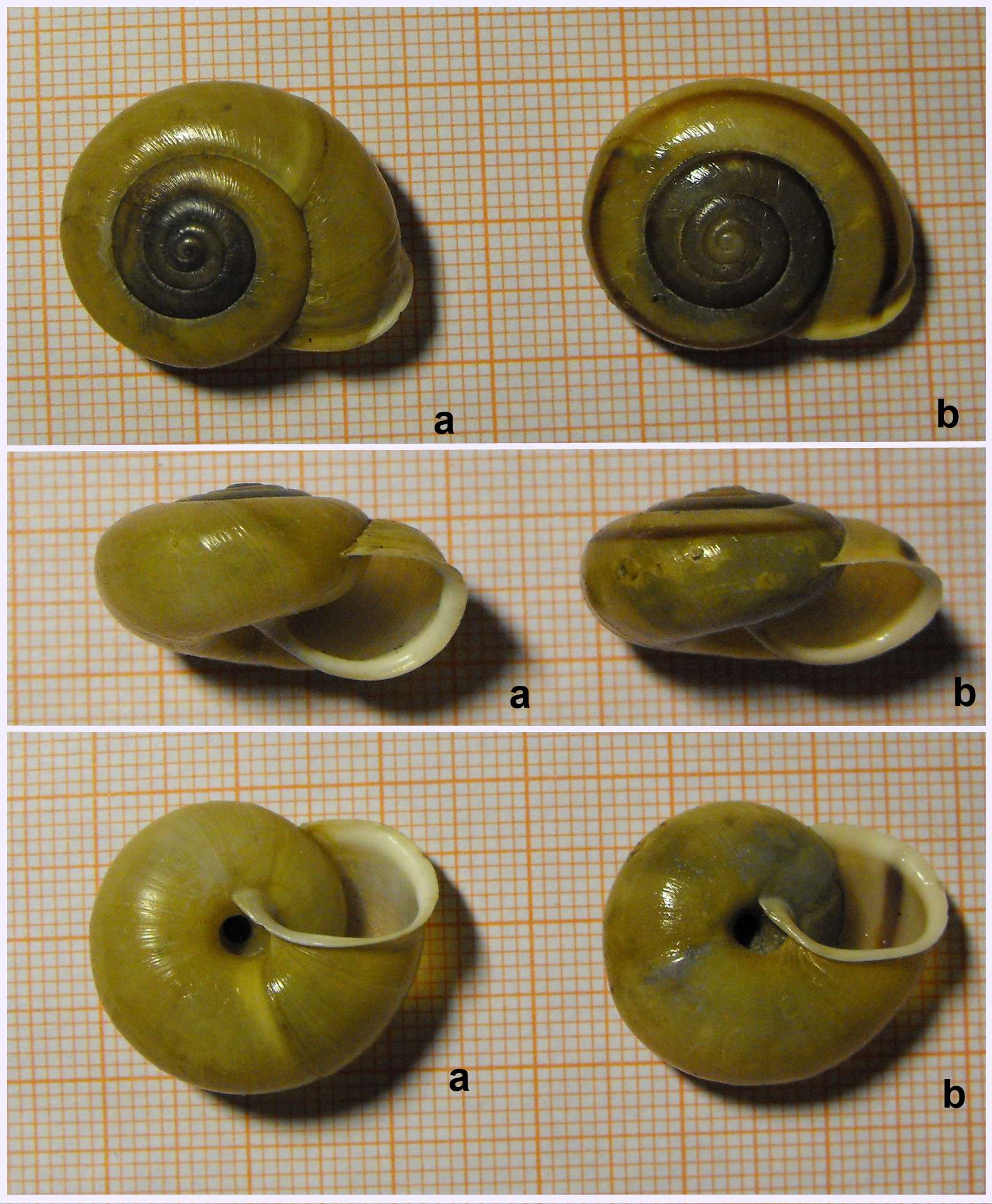 Chilostoma zonatum flavovirens tipico (D. & Mortillet, 1852)